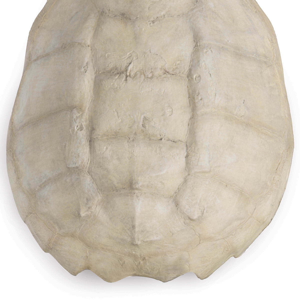 Turtle Shell Accessory